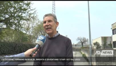 CARTIGLIANO | LE CICOGNE TORNANO IN RIVA AL BRENTA E DIVENTANO 'STAR'
