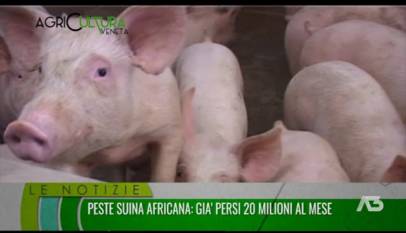 AGRICULTURA VENETA  | 15/05/2022 20:12