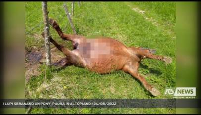 FOZA | I LUPI SBRANANO UN PONY