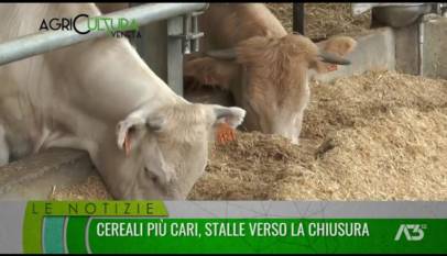 AGRICULTURA VENETA  | 20/11/2022