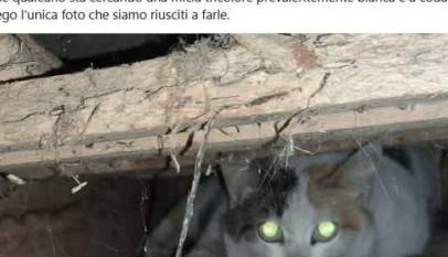 1WVIfFpML0E